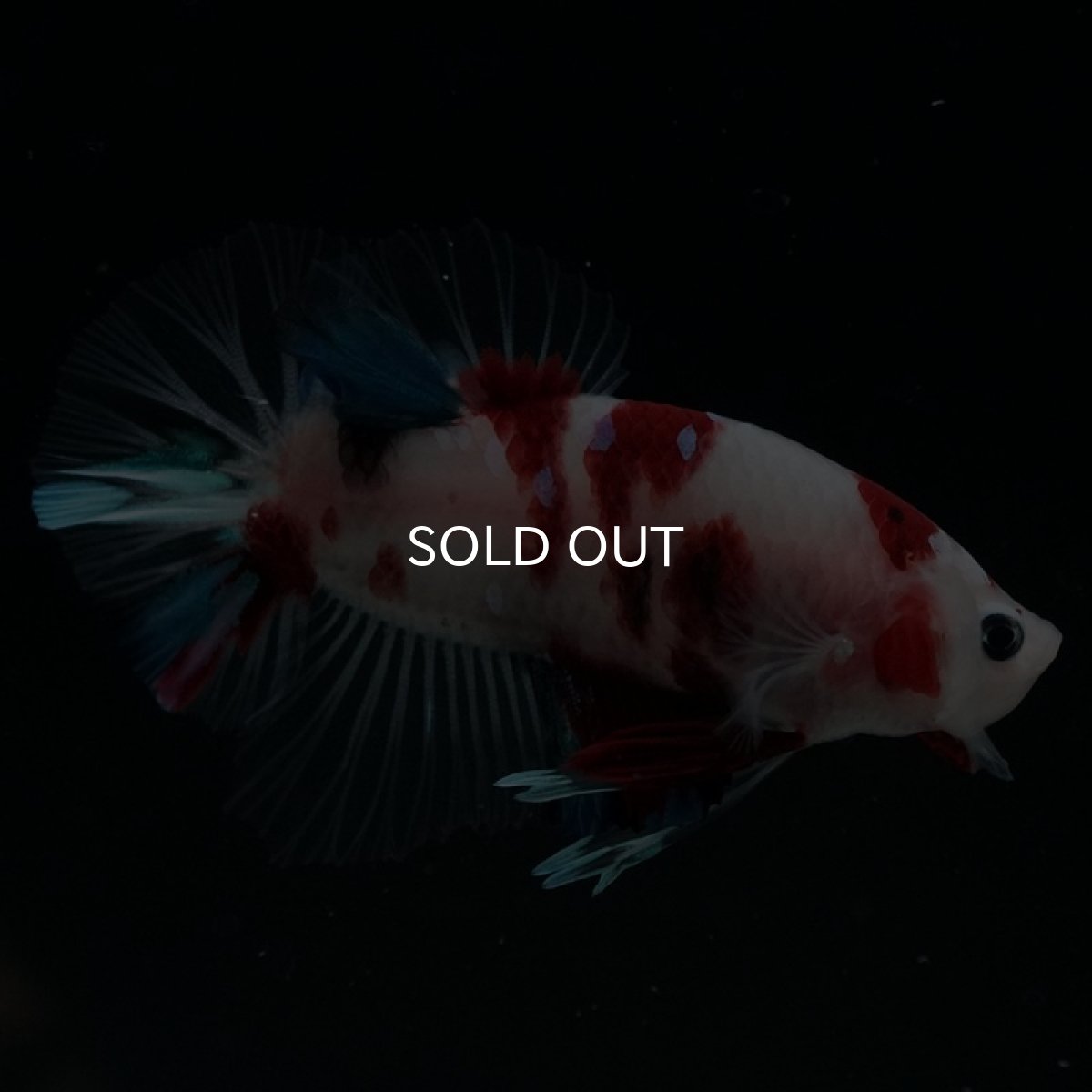 画像11: HMPK 鯉 (11)