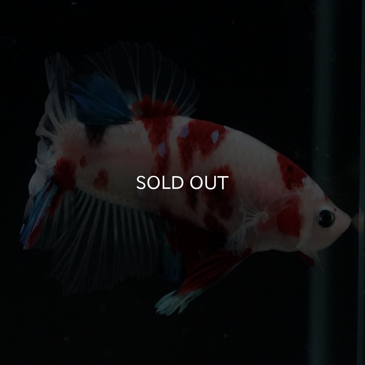 画像10: HMPK 鯉 (10)