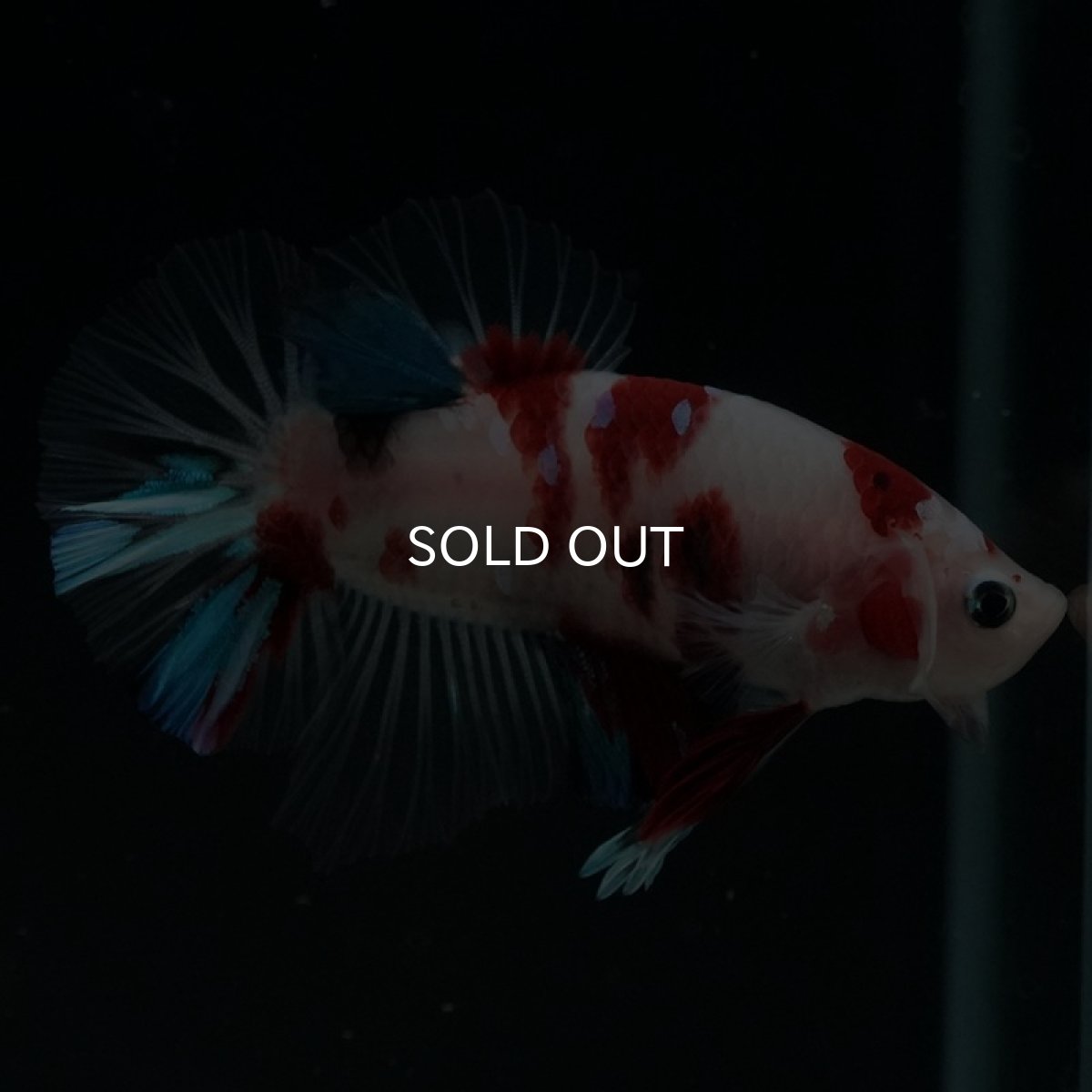 画像9: HMPK 鯉 (9)