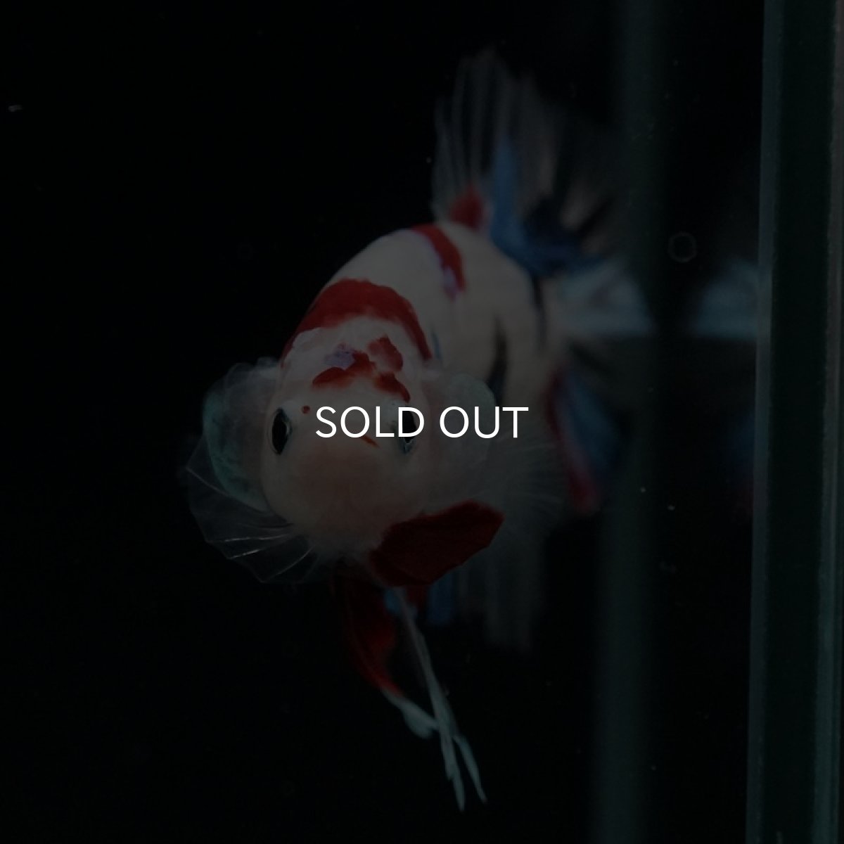 画像7: HMPK 鯉 (7)