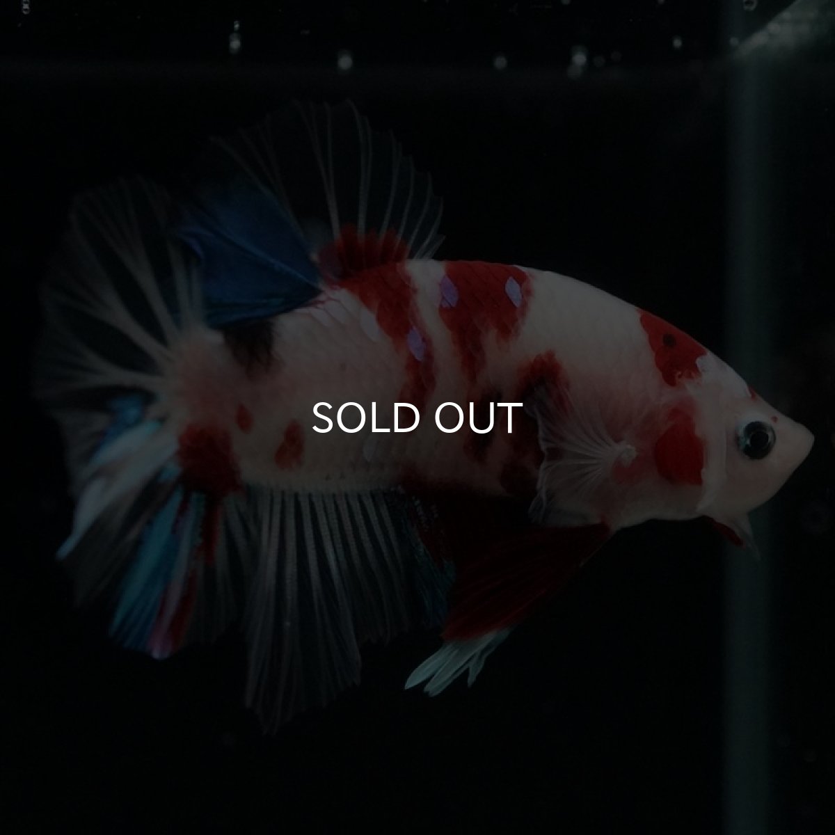 画像6: HMPK 鯉 (6)