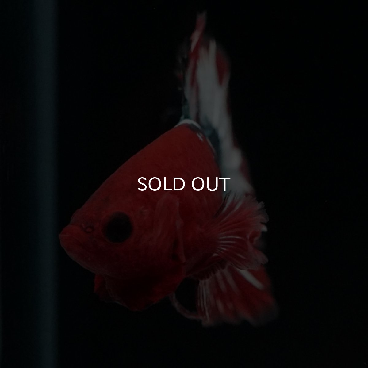 画像3: HMPK ヘルボーイ スターテール (3)