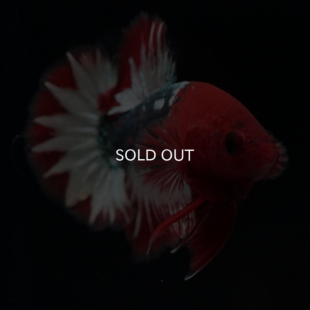 画像4: HMPK ヘルボーイ スターテール (4)