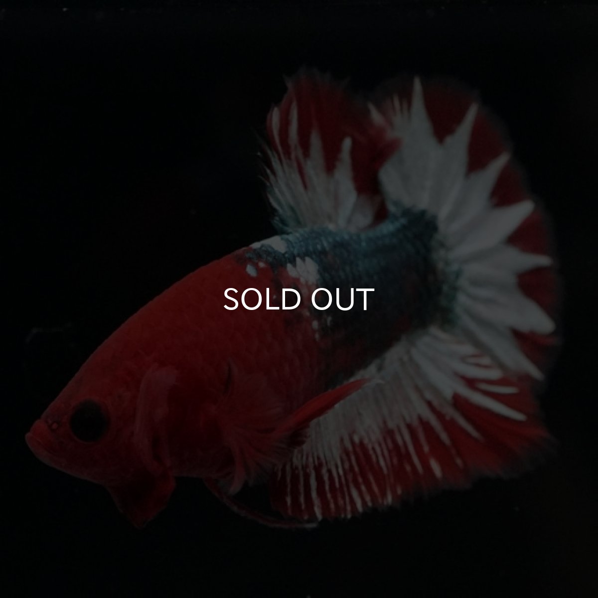 画像11: HMPK ヘルボーイ スターテール (11)