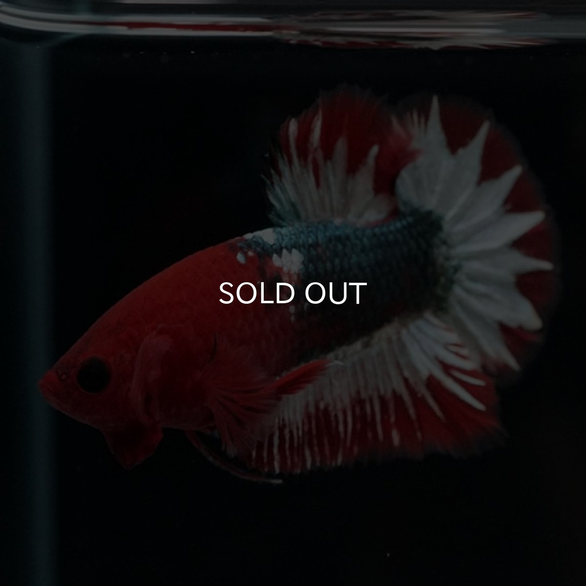 画像10: HMPK ヘルボーイ スターテール (10)