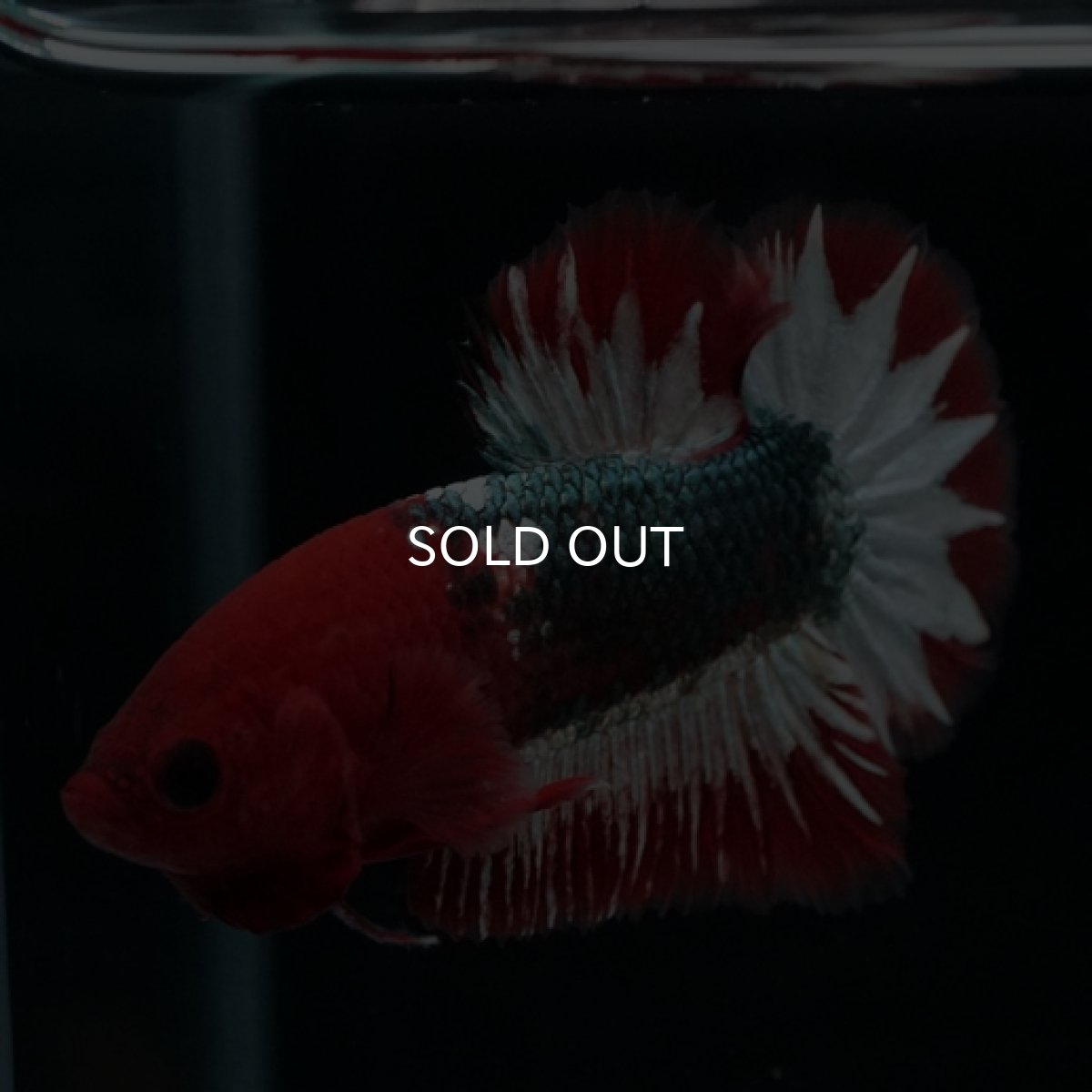 画像9: HMPK ヘルボーイ スターテール (9)