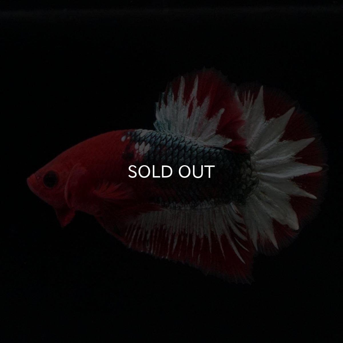 画像8: HMPK ヘルボーイ スターテール (8)