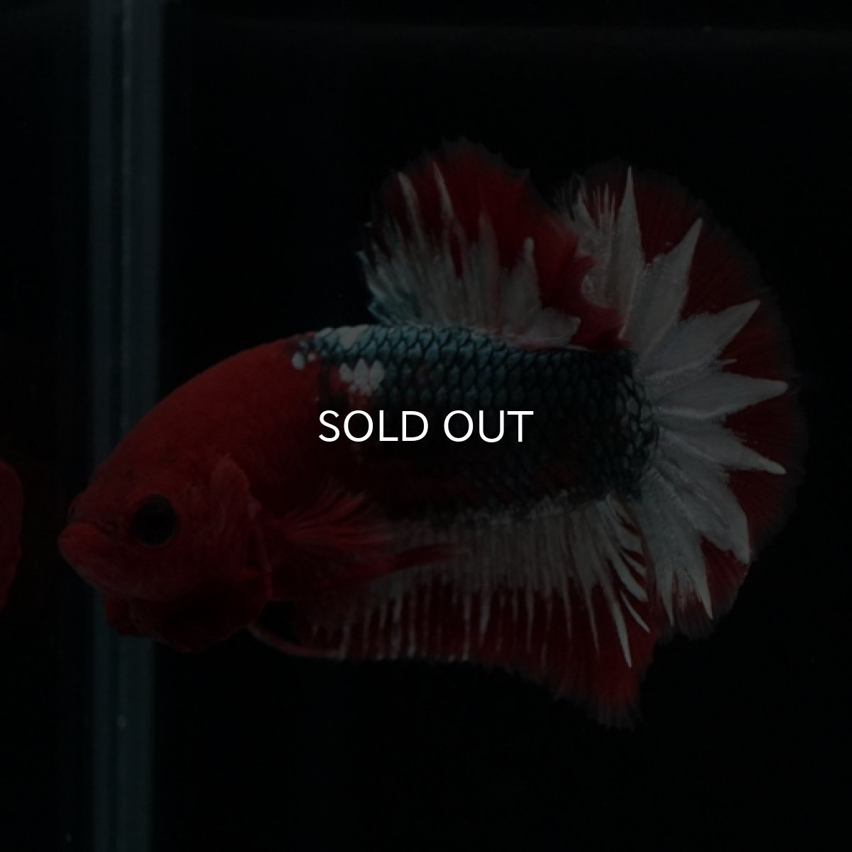 画像7: HMPK ヘルボーイ スターテール (7)