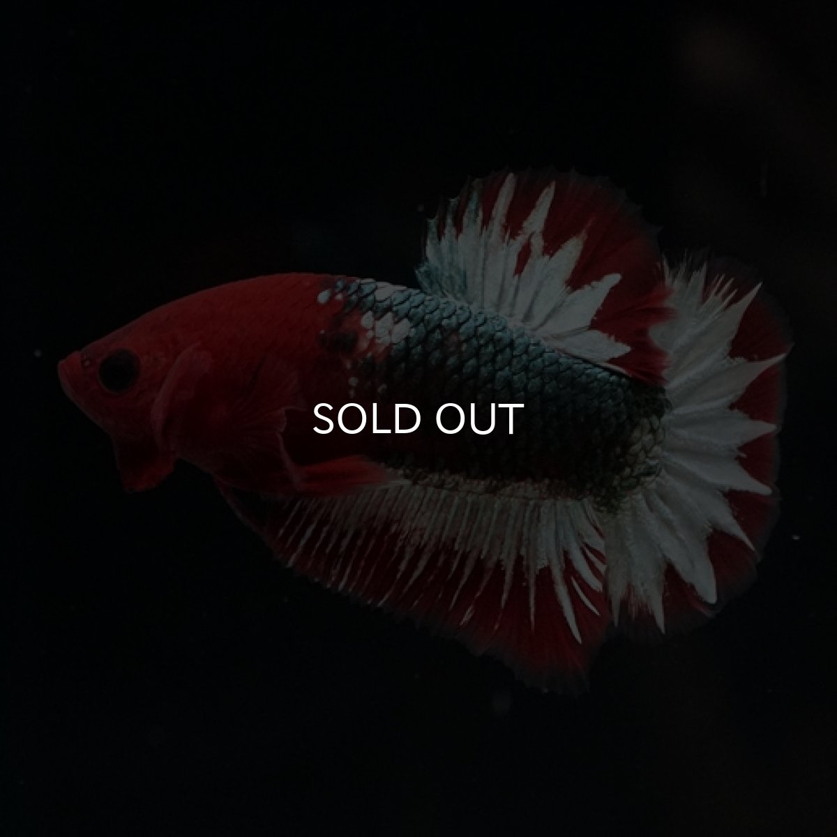 画像6: HMPK ヘルボーイ スターテール (6)