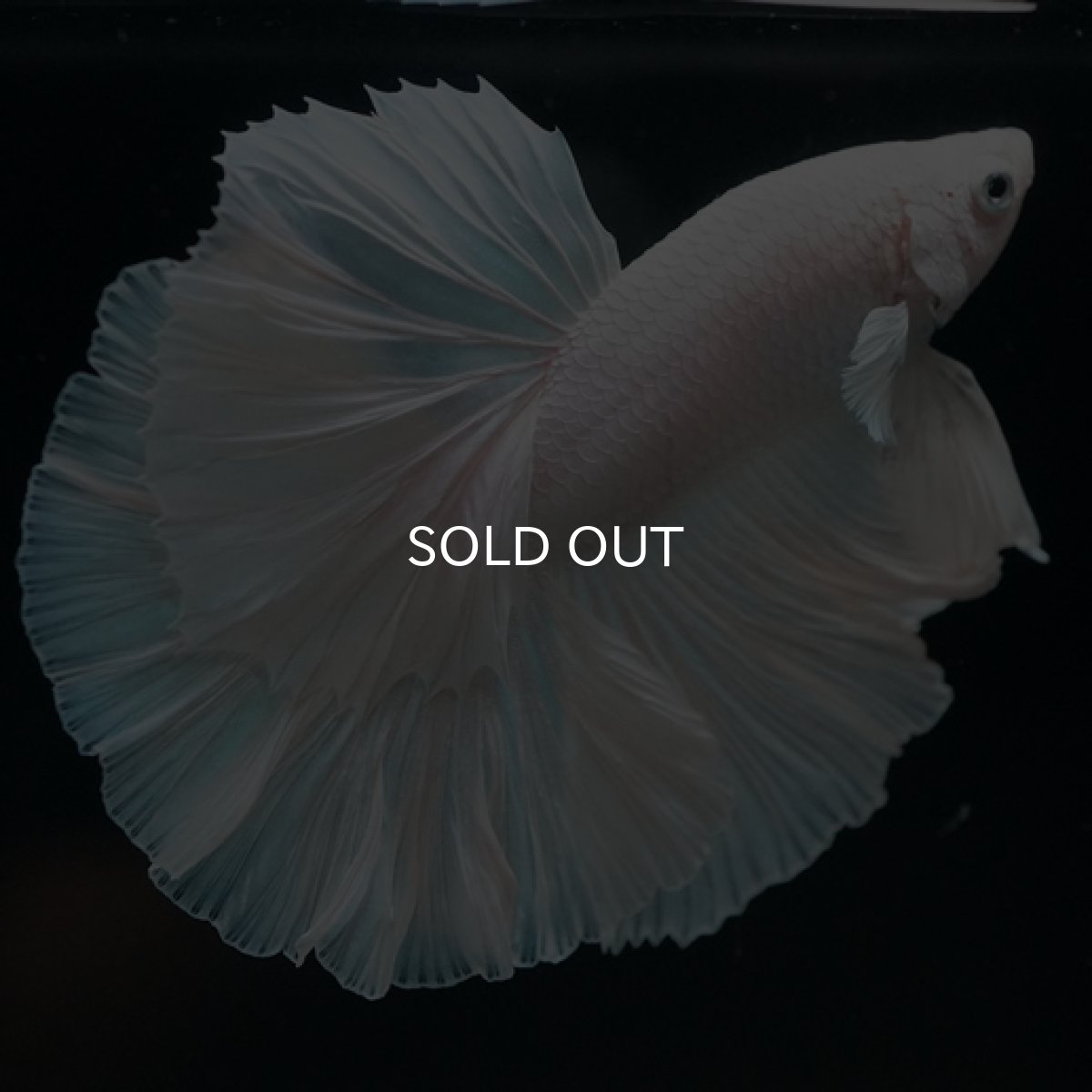 画像8: HM　ホワイト　ローズテール (8)