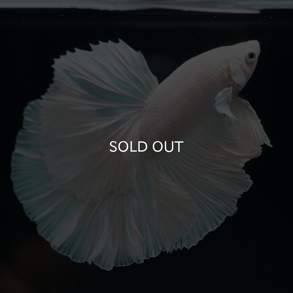 画像7: HM　ホワイト　ローズテール (7)