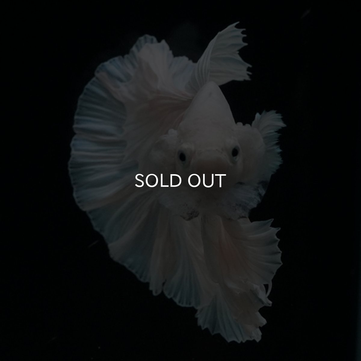 画像6: HM　ホワイト　ローズテール (6)