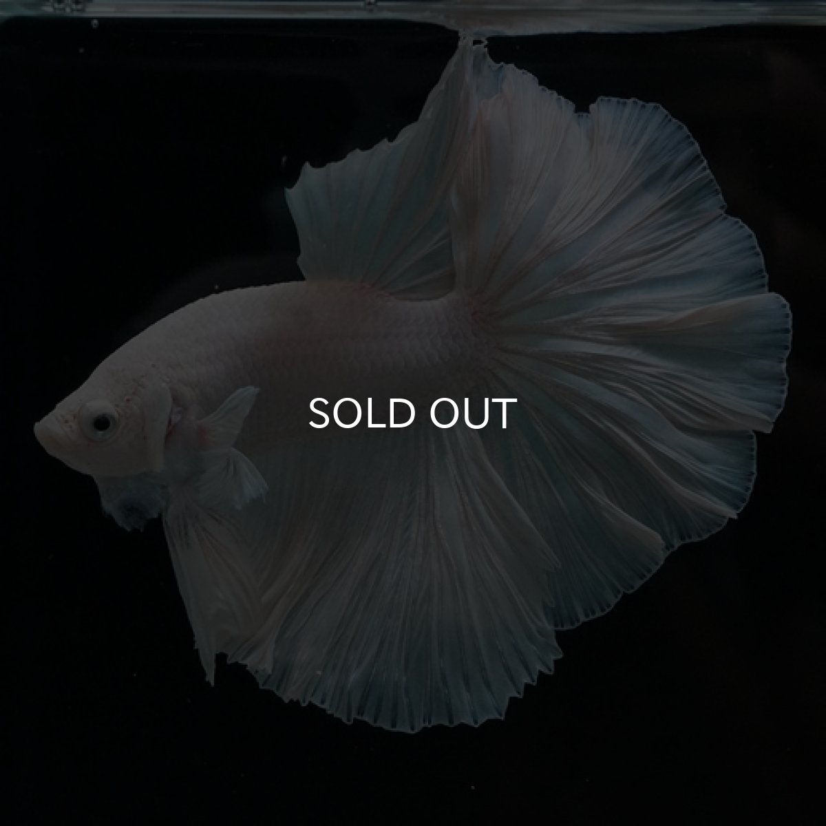 画像5: HM　ホワイト　ローズテール (5)