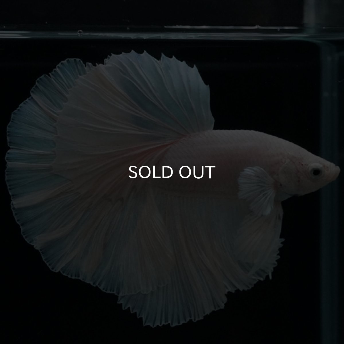 画像3: HM　ホワイト　ローズテール (3)