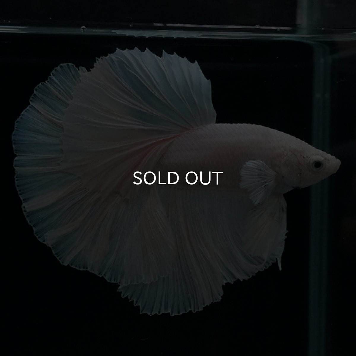 画像2: HM　ホワイト　ローズテール (2)