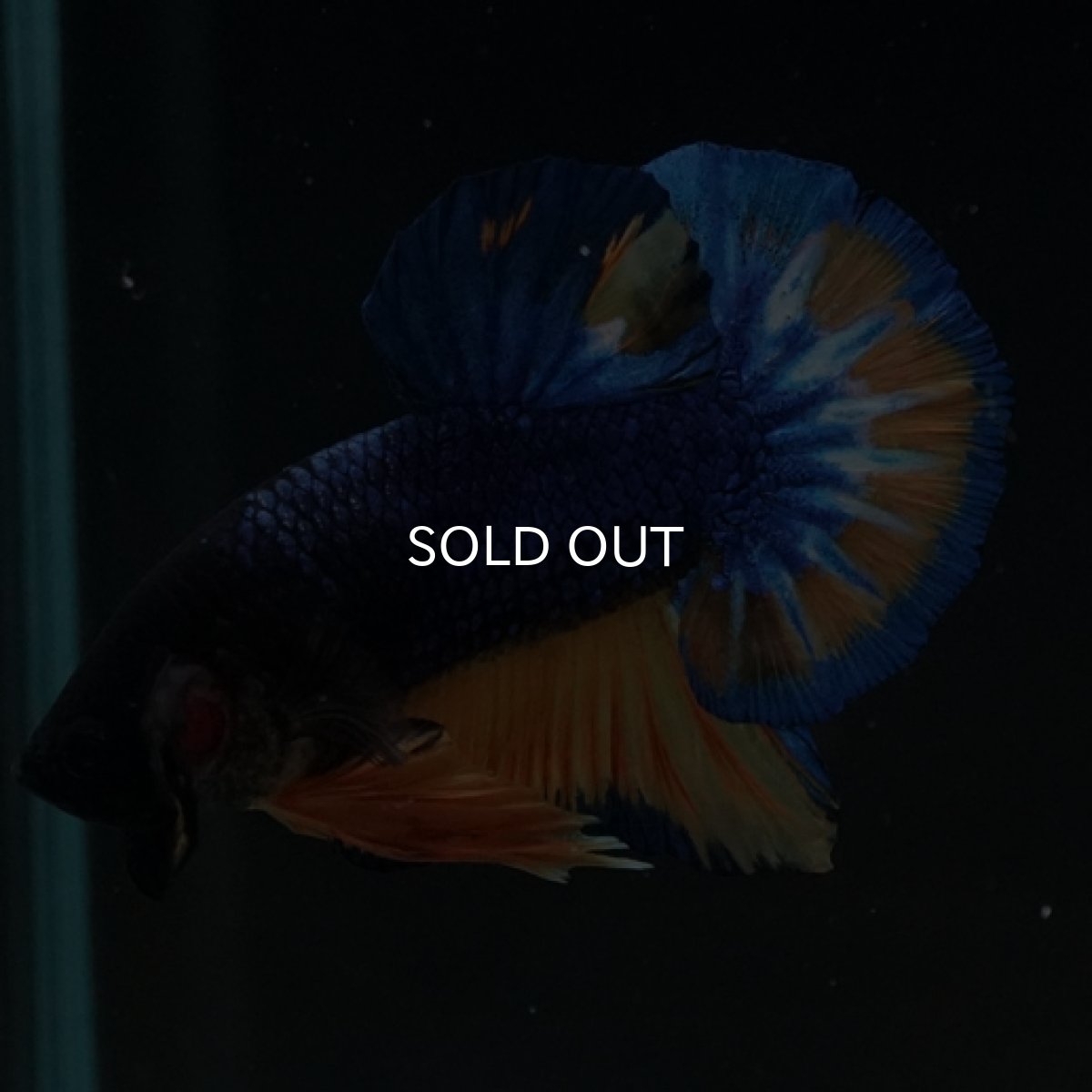 画像8: HMPK　マスタード (8)