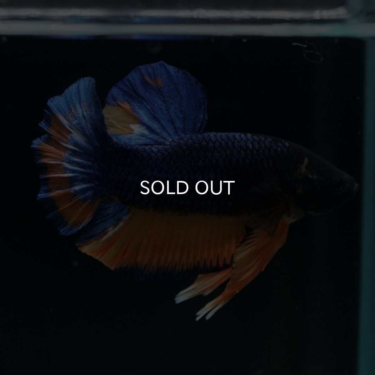 画像2: HMPK　マスタード (2)