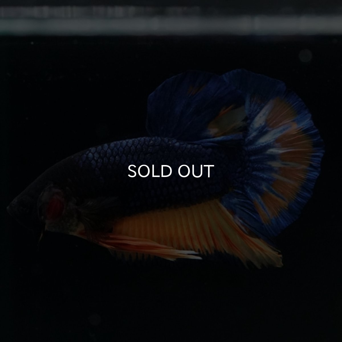 画像5: HMPK　マスタード (5)