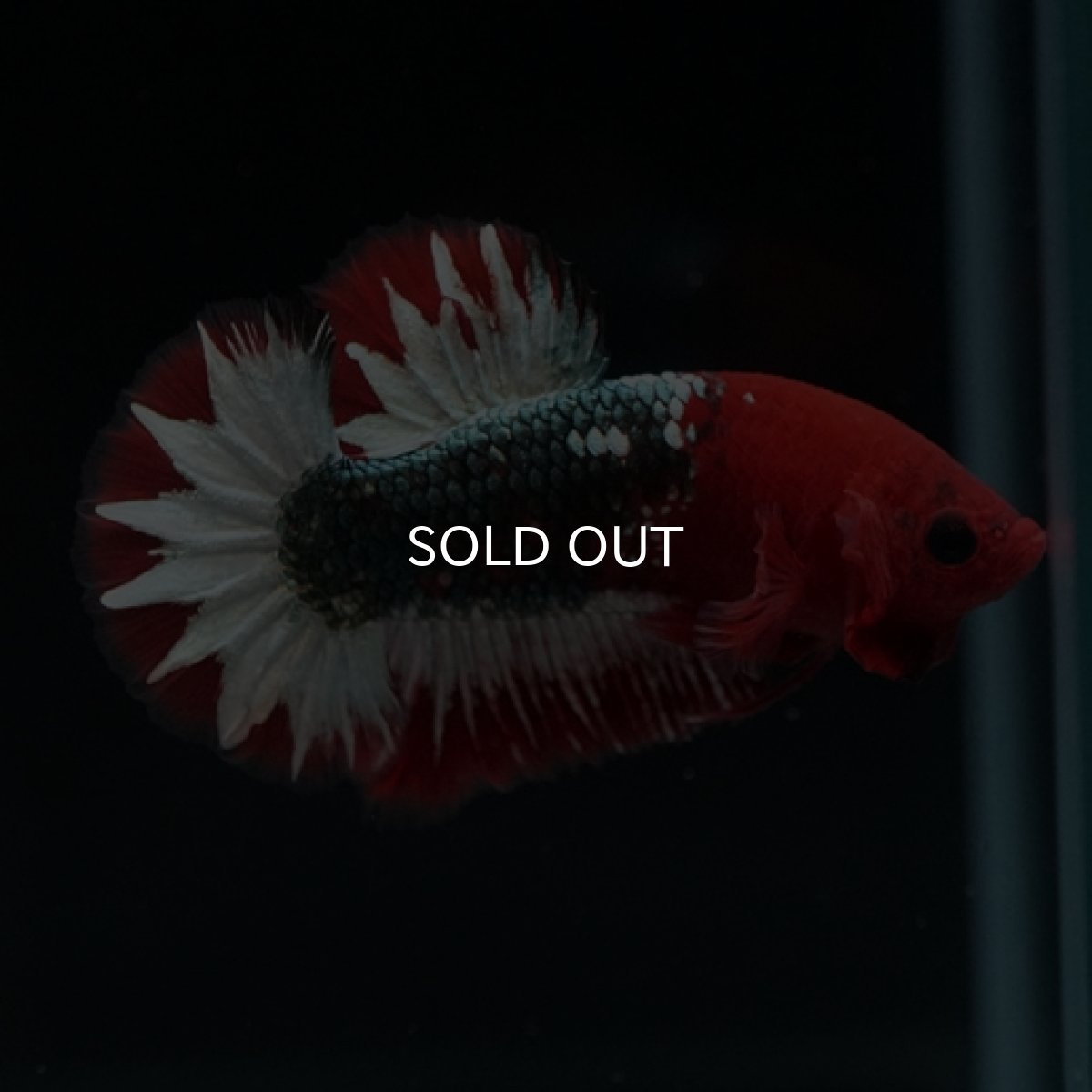 画像5: HMPK ヘルボーイ スターテール (5)