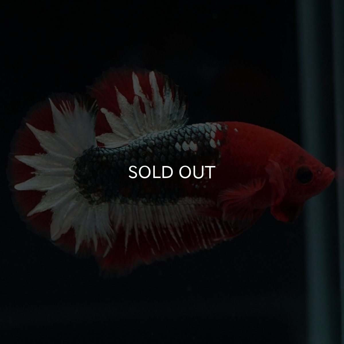 画像2: HMPK ヘルボーイ スターテール (2)