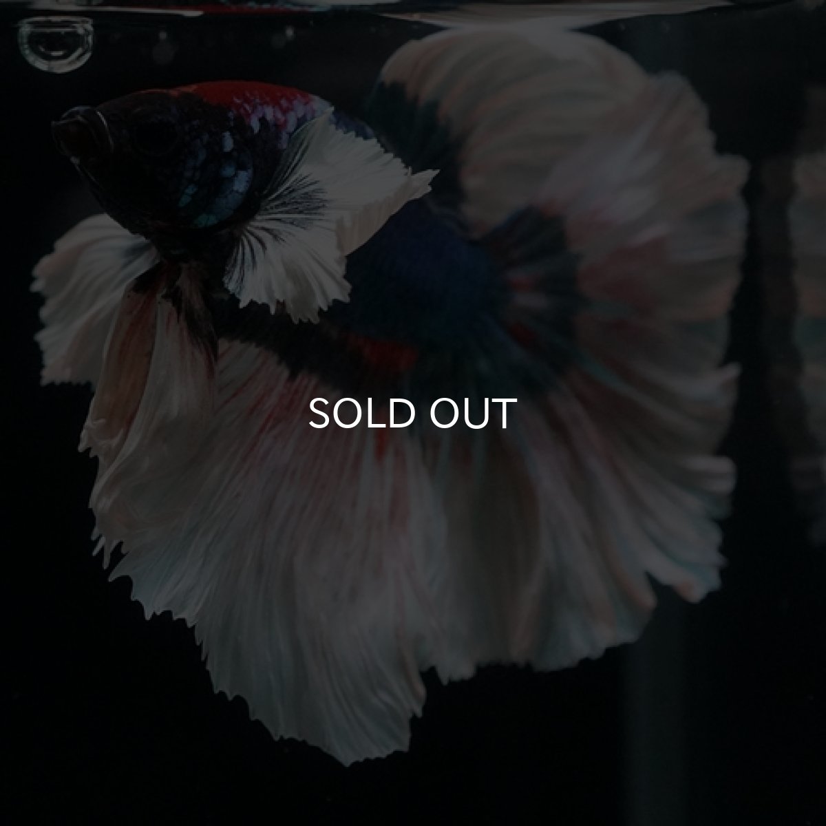 画像7: HM ブルーバタフライ変わり柄 ダンボ (7)