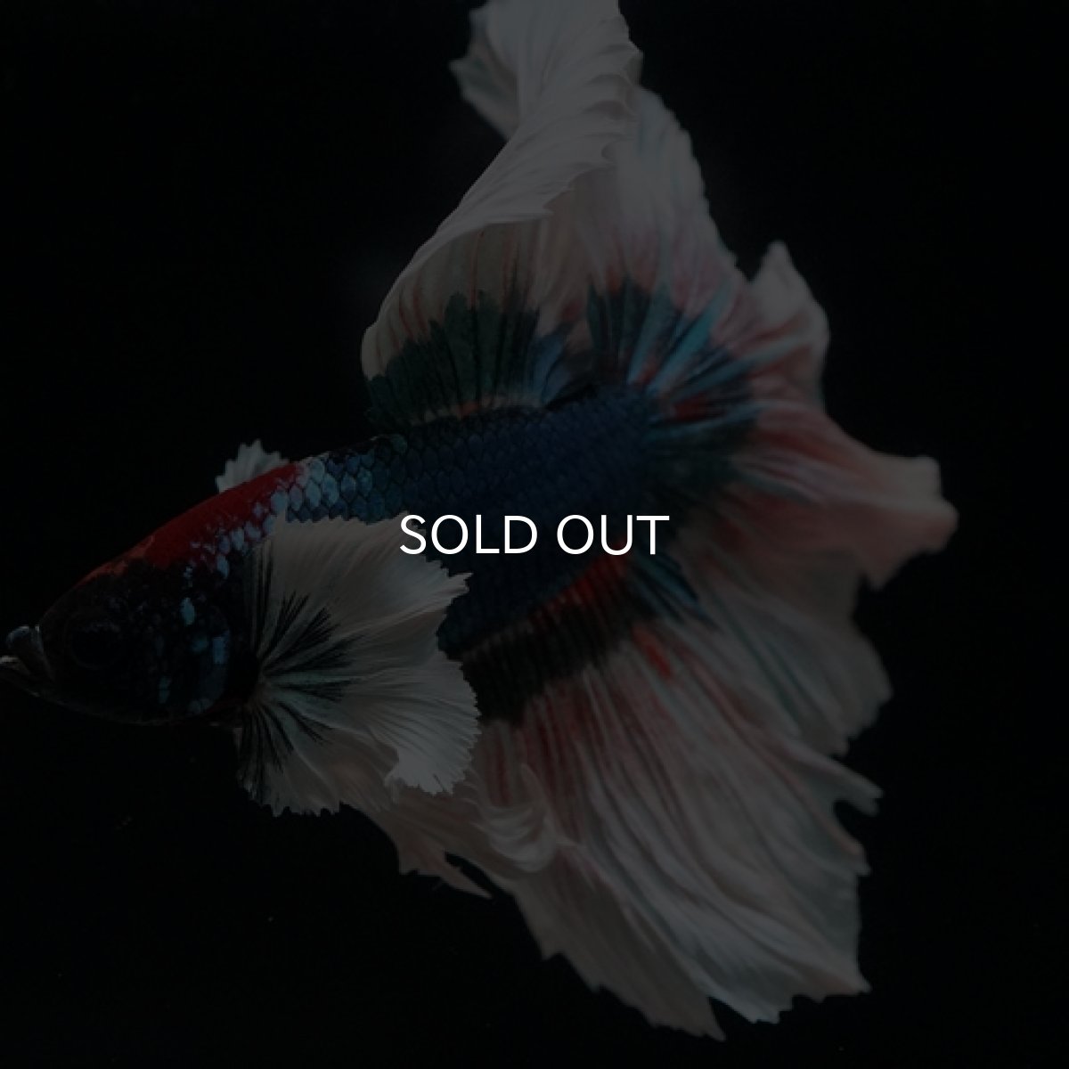 画像6: HM ブルーバタフライ変わり柄 ダンボ (6)