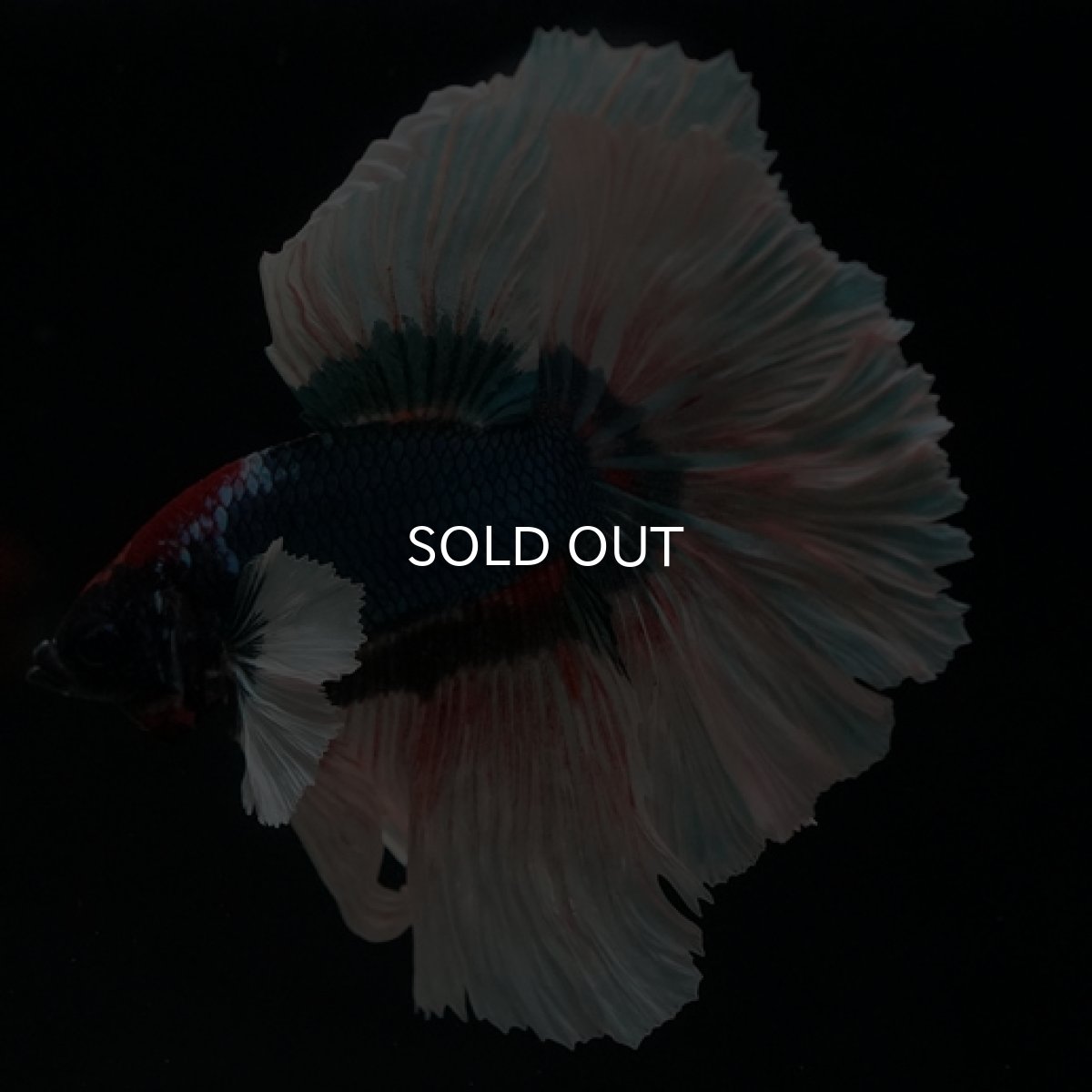 画像5: HM ブルーバタフライ変わり柄 ダンボ (5)