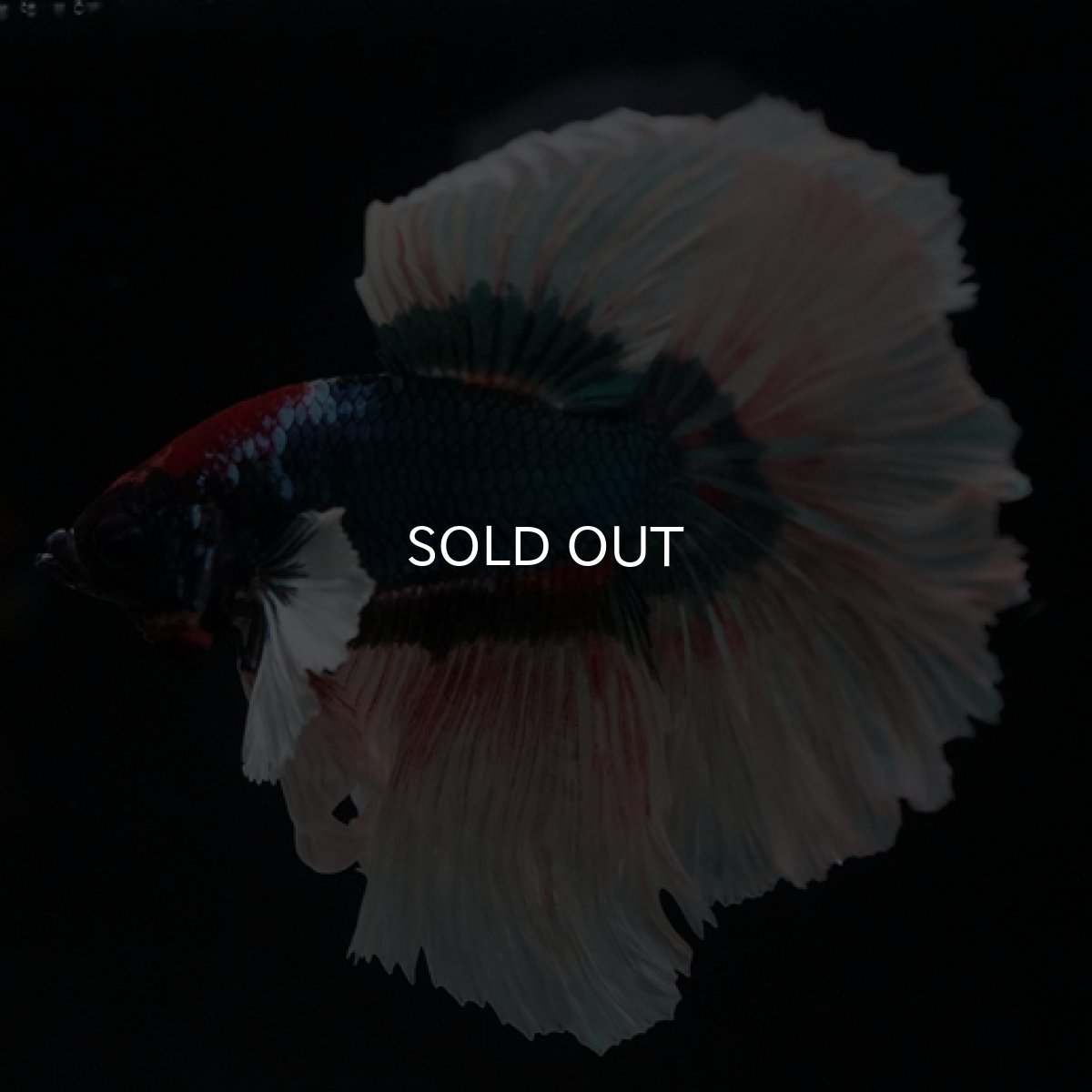 画像4: HM ブルーバタフライ変わり柄 ダンボ (4)