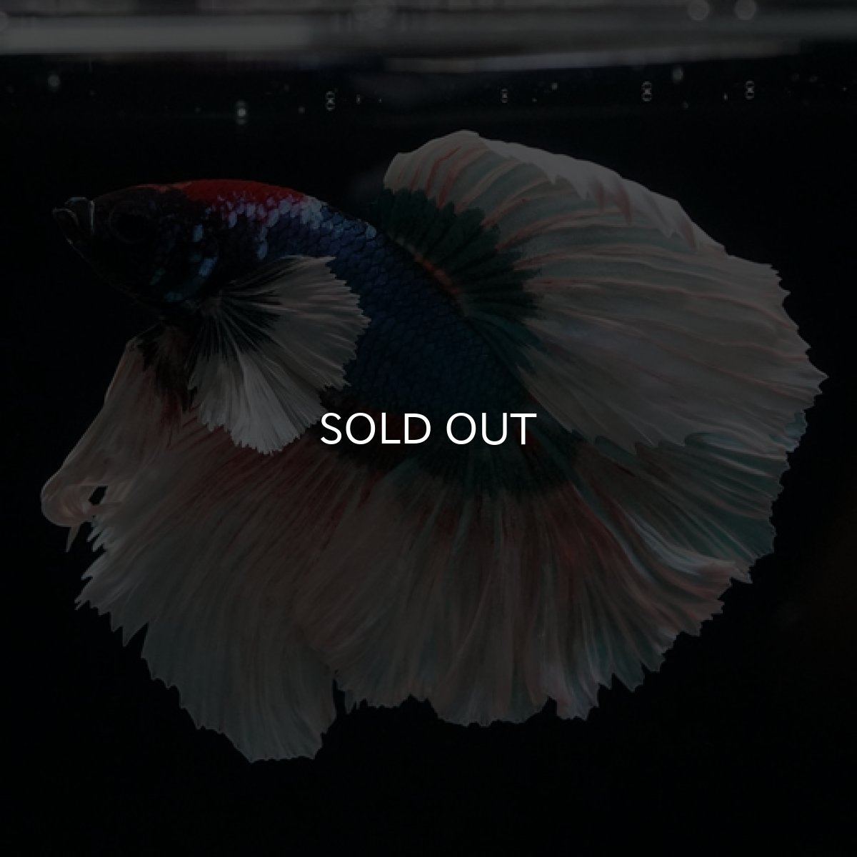 画像3: HM ブルーバタフライ変わり柄 ダンボ (3)