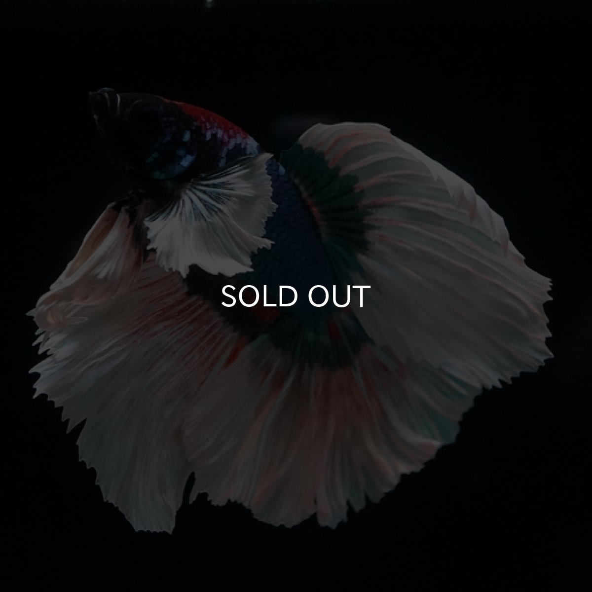 画像2: HM ブルーバタフライ変わり柄 ダンボ (2)