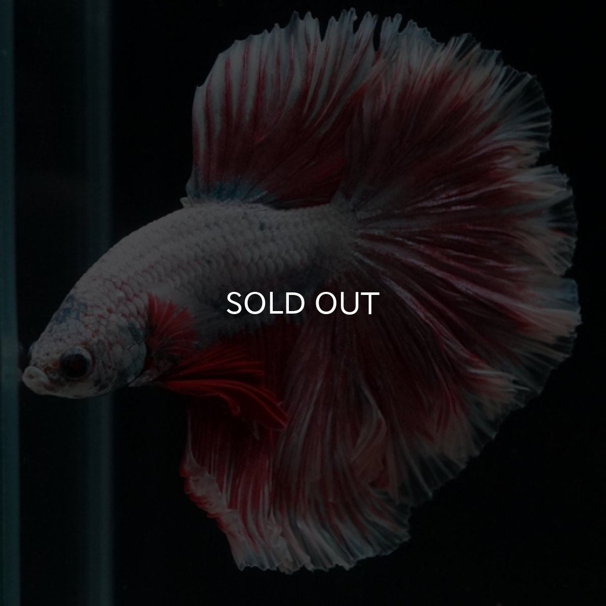 画像9: HM ラベンダーローズテール (9)