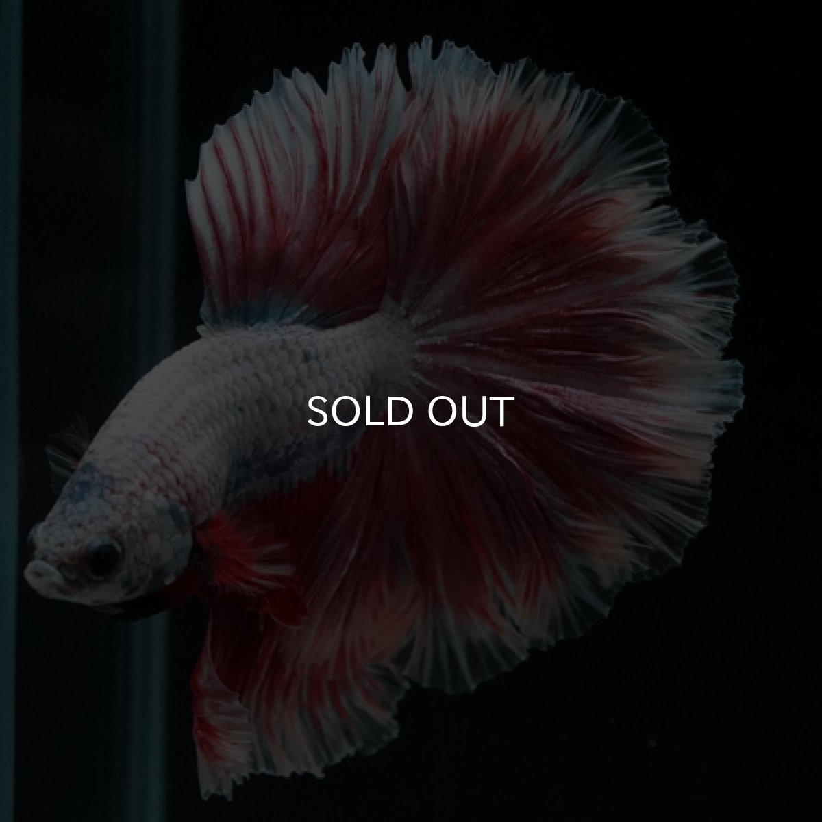 画像8: HM ラベンダーローズテール (8)