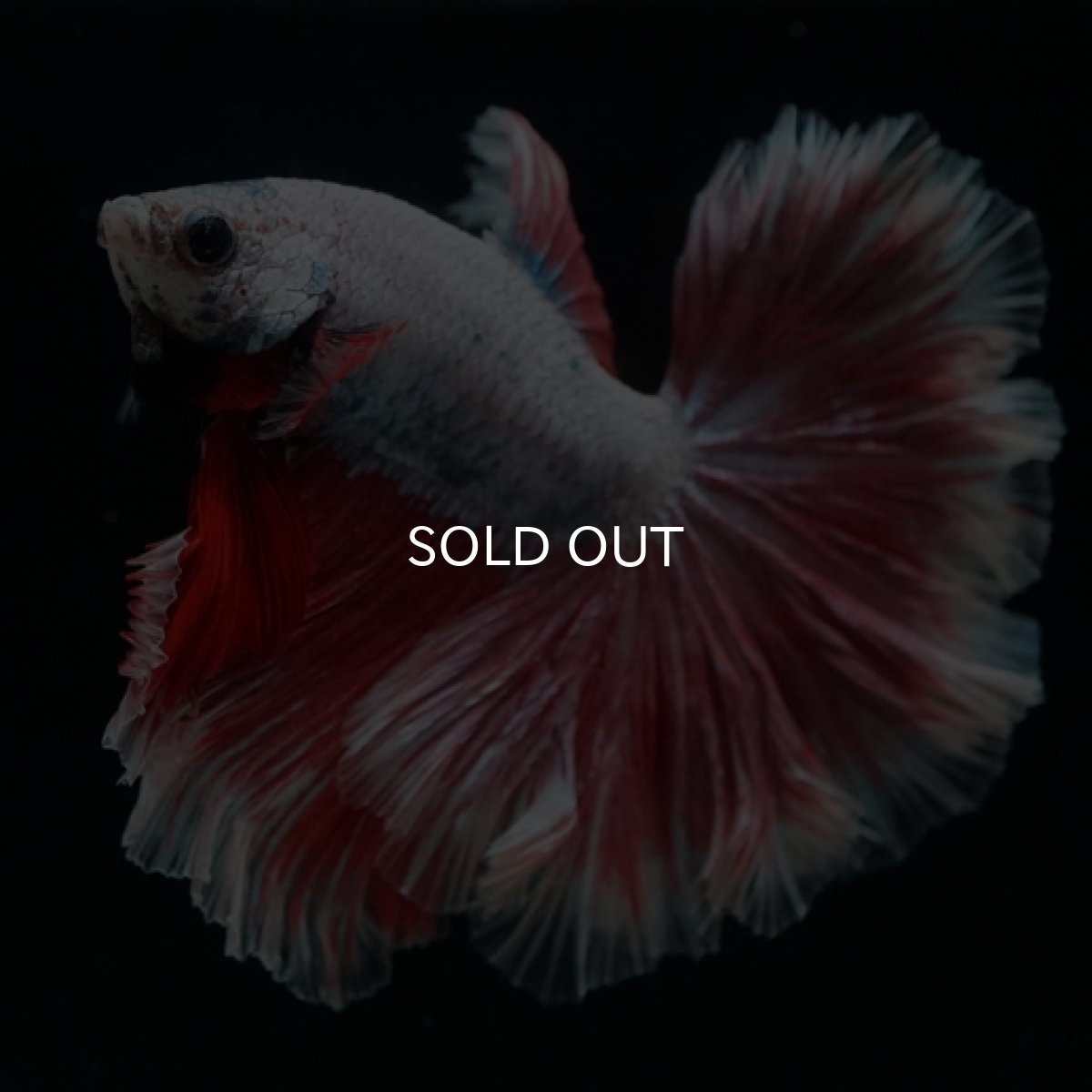 画像7: HM ラベンダーローズテール (7)