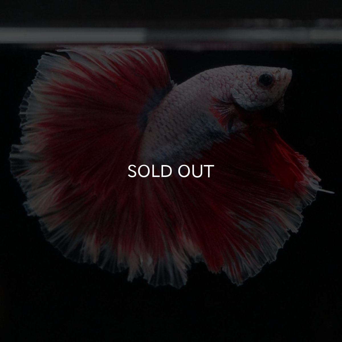 画像5: HM ラベンダーローズテール (5)