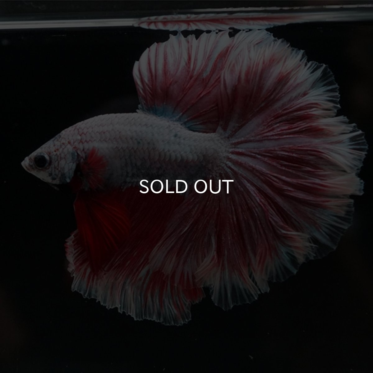 画像4: HM ラベンダーローズテール (4)