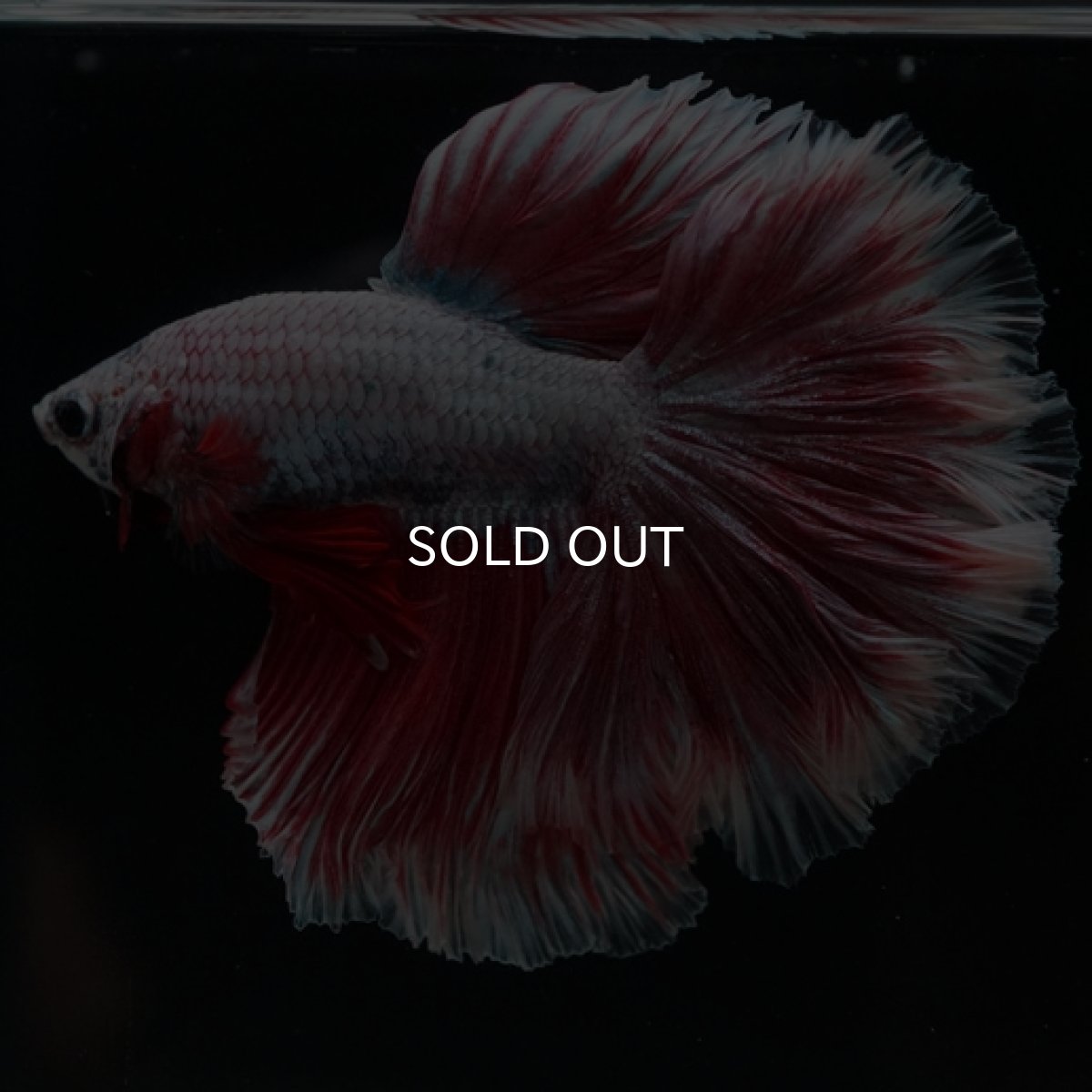 画像3: HM ラベンダーローズテール (3)