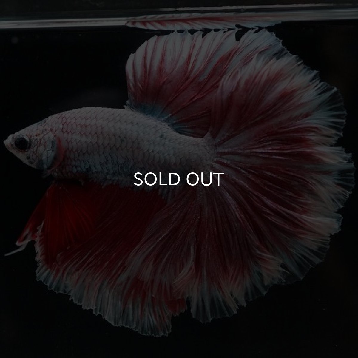 画像2: HM ラベンダーローズテール (2)