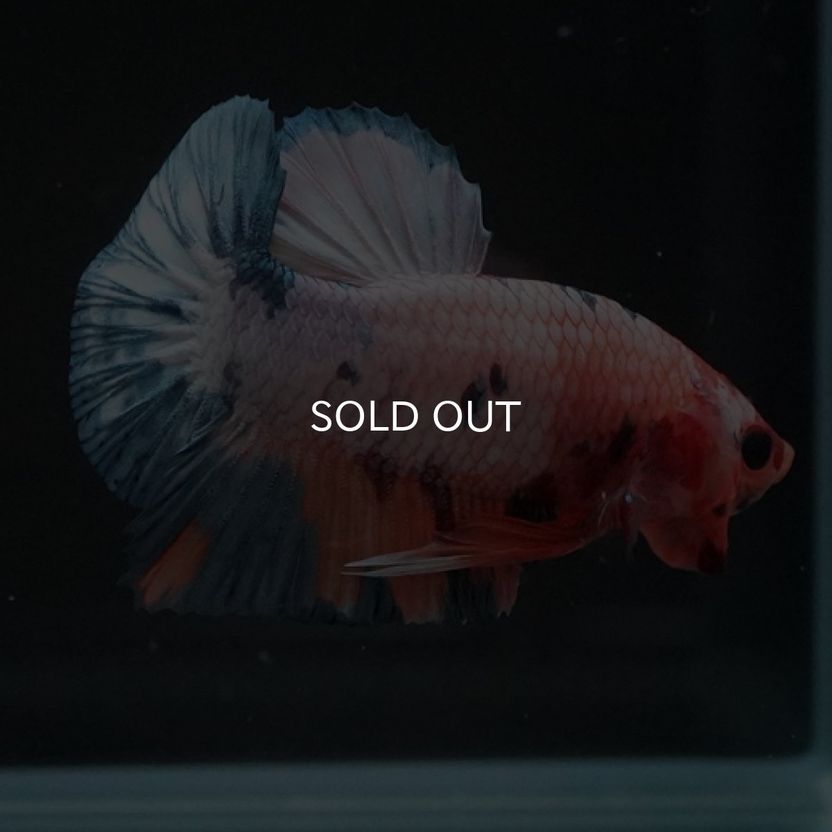 画像11: HMPK　ファンシー (11)