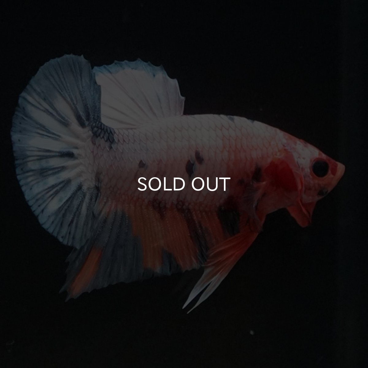 画像5: HMPK　ファンシー (5)