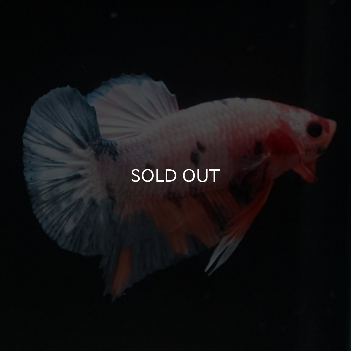 画像3: HMPK　ファンシー (3)