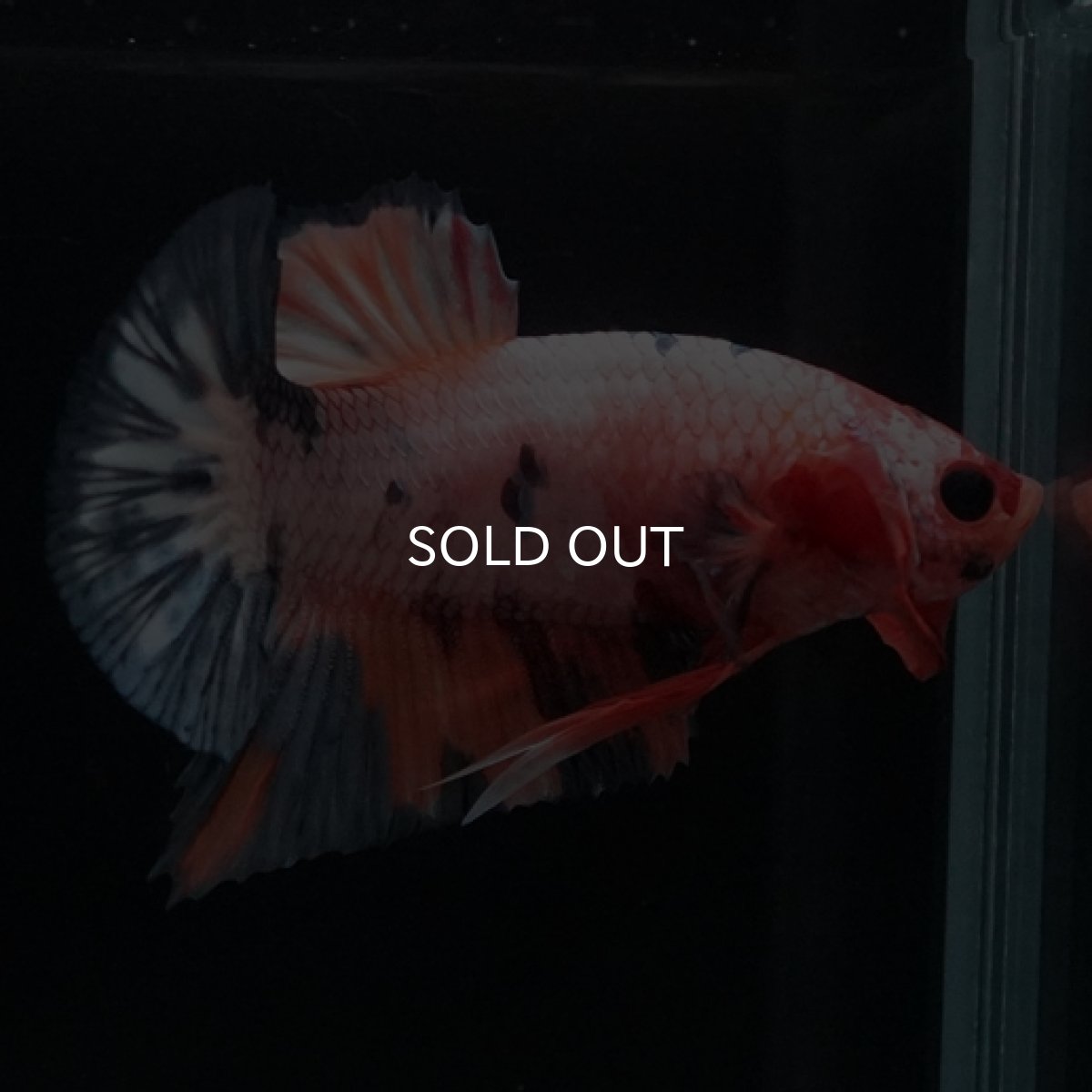 画像10: HMPK　ファンシー (10)