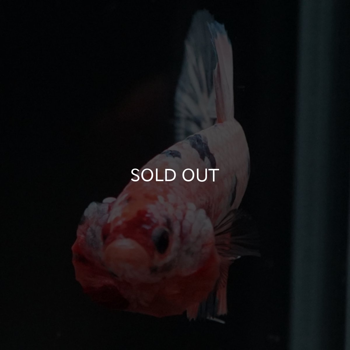 画像2: HMPK　ファンシー (2)