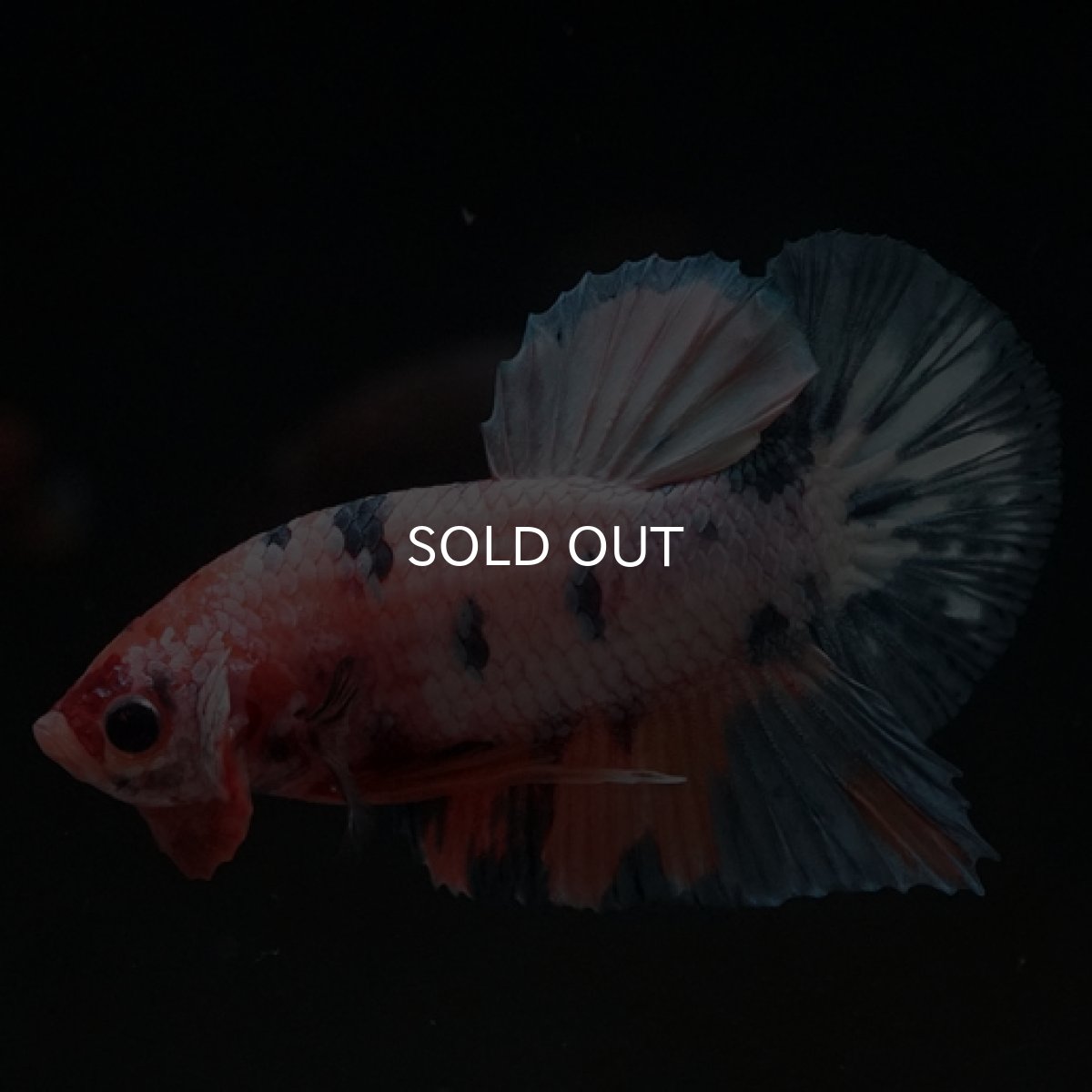 画像9: HMPK　ファンシー (9)