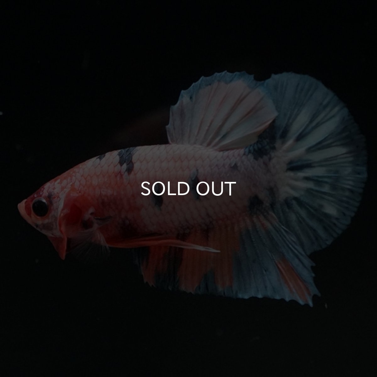 画像8: HMPK　ファンシー (8)