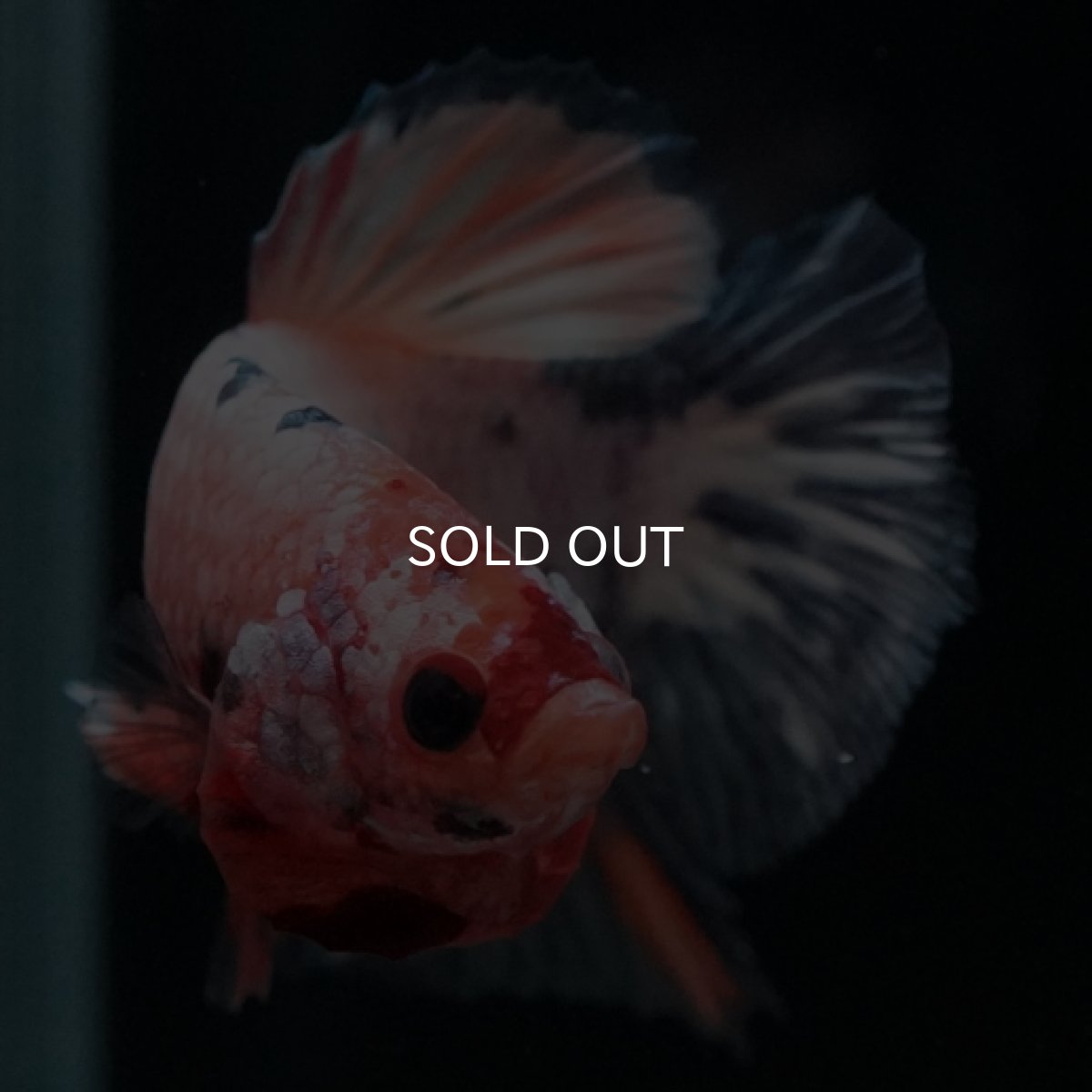 画像7: HMPK　ファンシー (7)