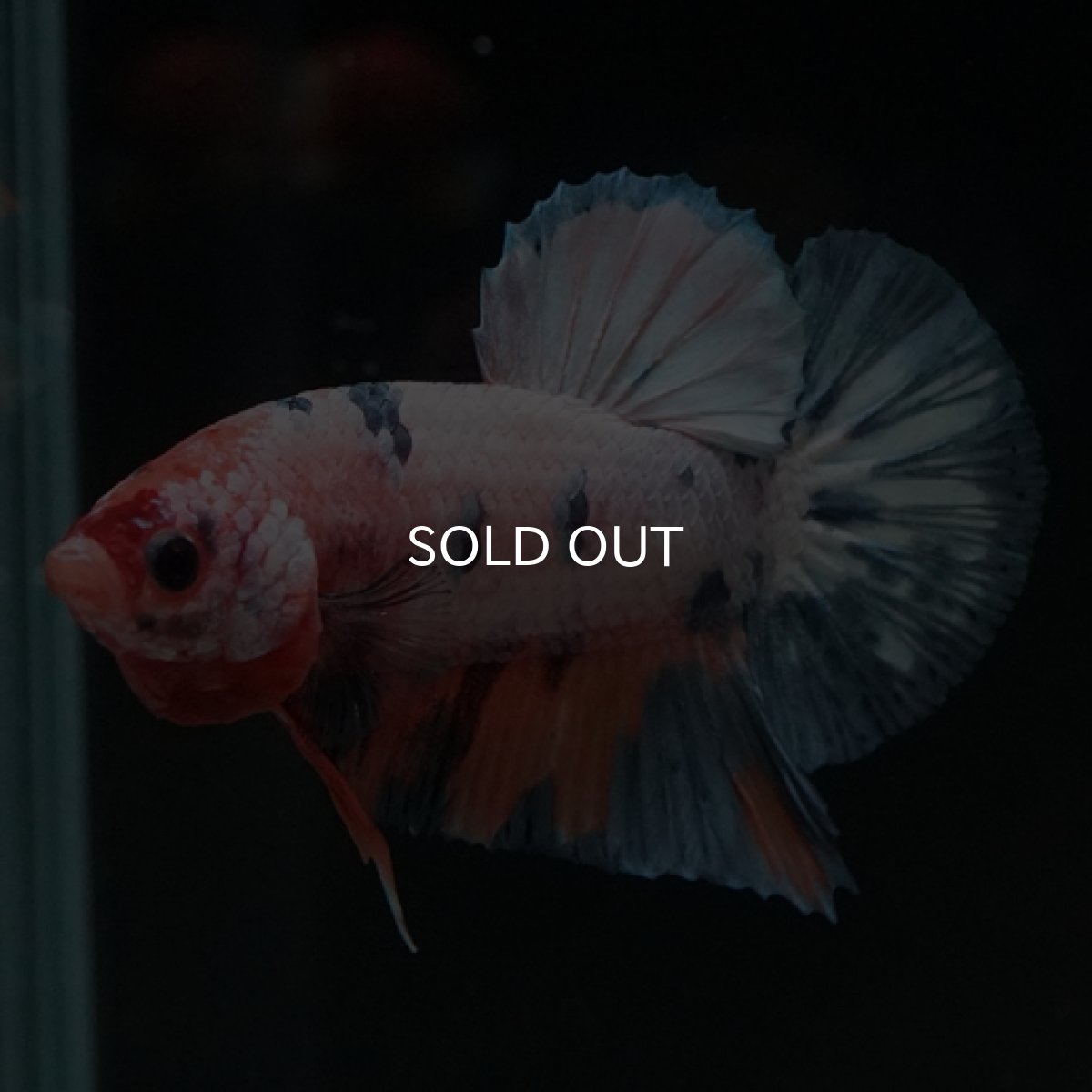 画像6: HMPK　ファンシー (6)