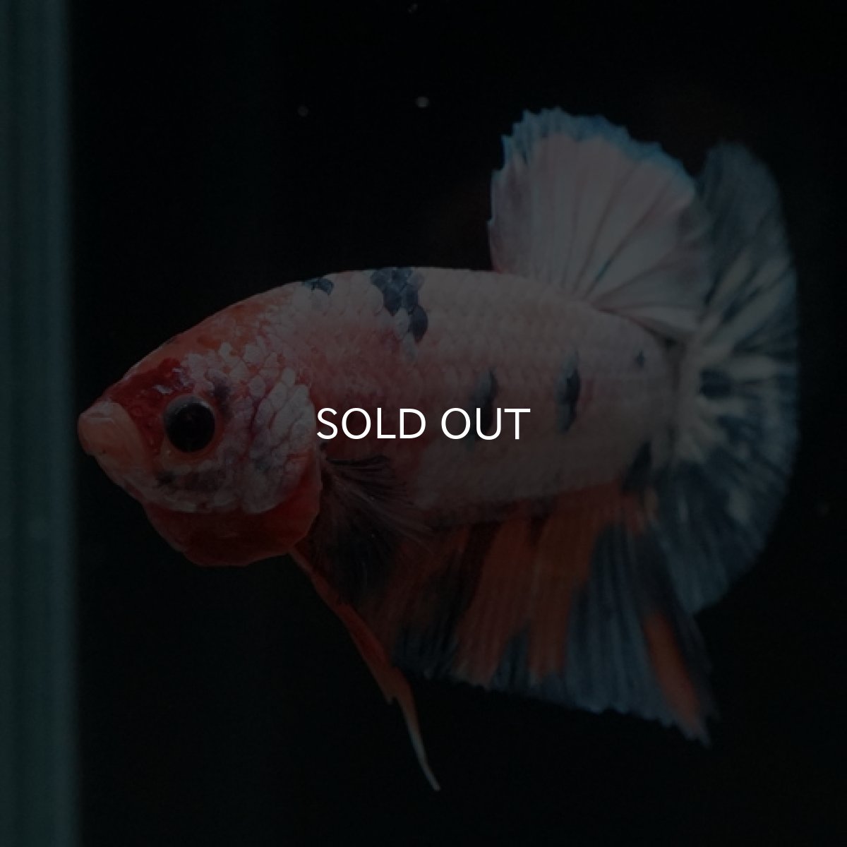 画像4: HMPK　ファンシー (4)