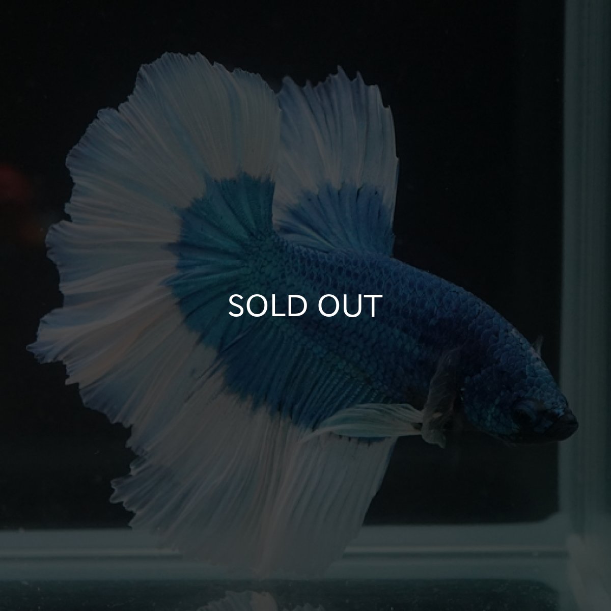 画像2: HM ブルーバタフライ (2)