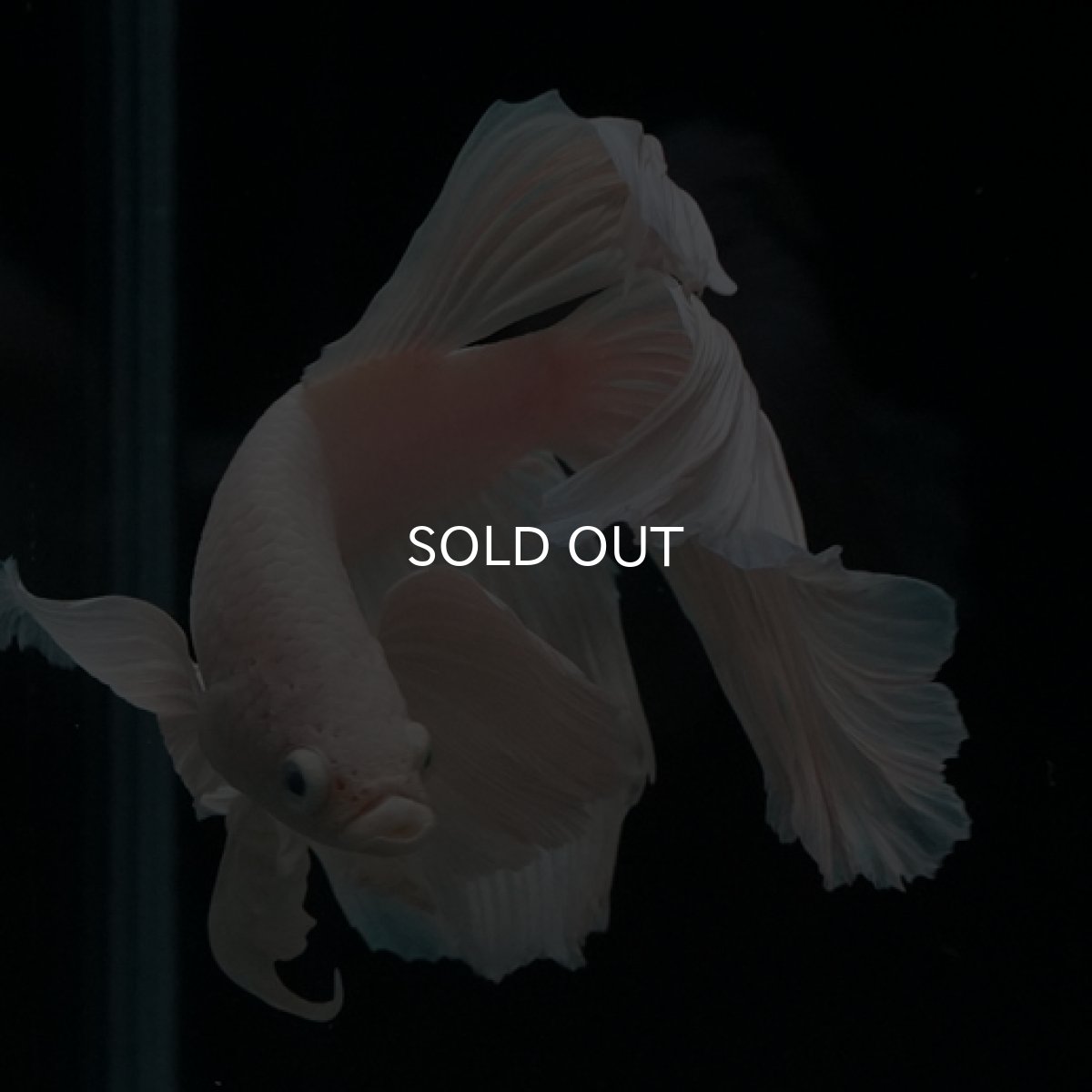 画像8: HM ホワイト ダンボ (8)