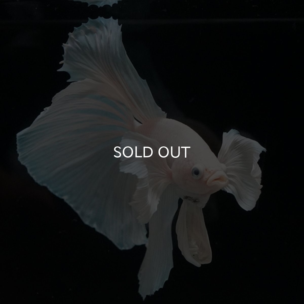 画像7: HM ホワイト ダンボ (7)